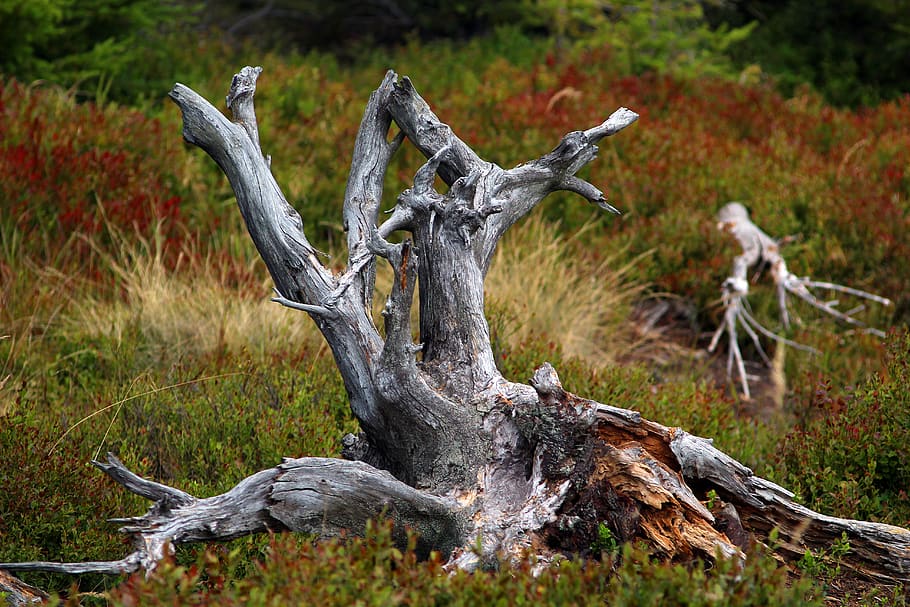 root, reserve, trunk, nature, knotty, dry, tree, plant, deer HD wallpaper