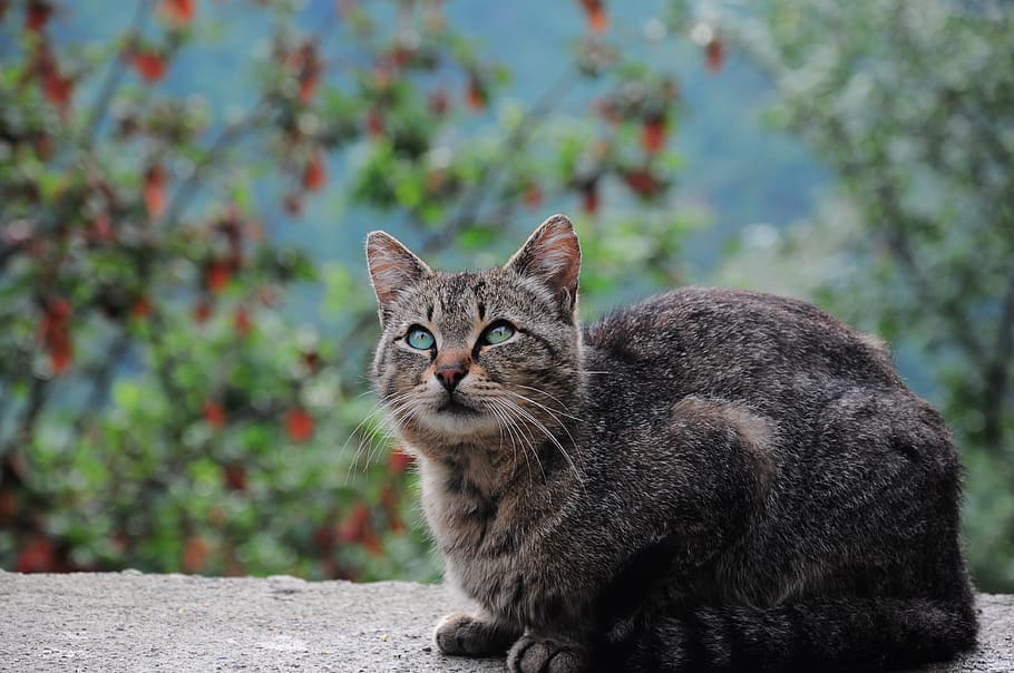 Public cat. Грациозная кошка. Грациозная кошка фото. Кошка передняя часть.