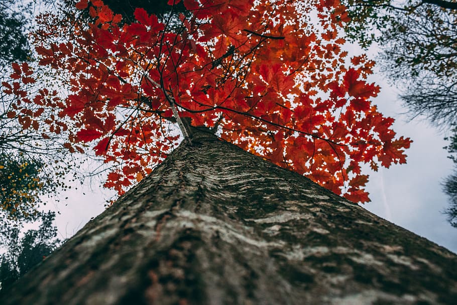 cloudy, nature, tree, oak, leafs, red, autumn, fall, forest HD wallpaper