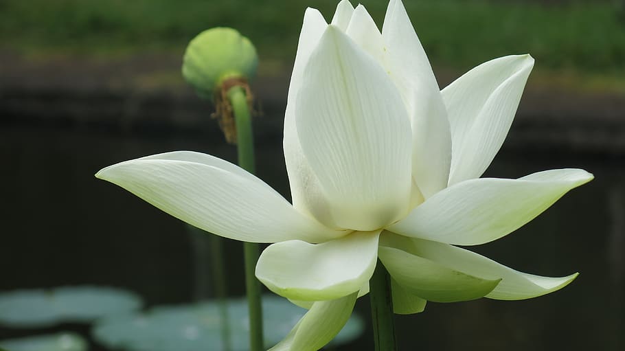 White Flower, aquatic, bloom, blooming, blossom, blur, close-up, HD wallpaper