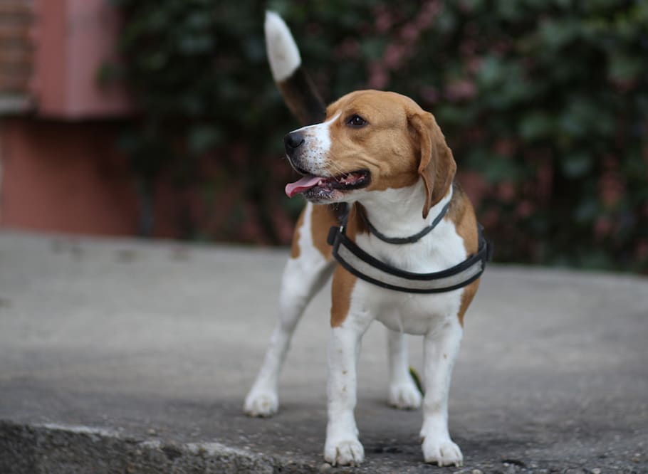 beagle, dog, brown, cheerful, playful, animals, one animal HD wallpaper