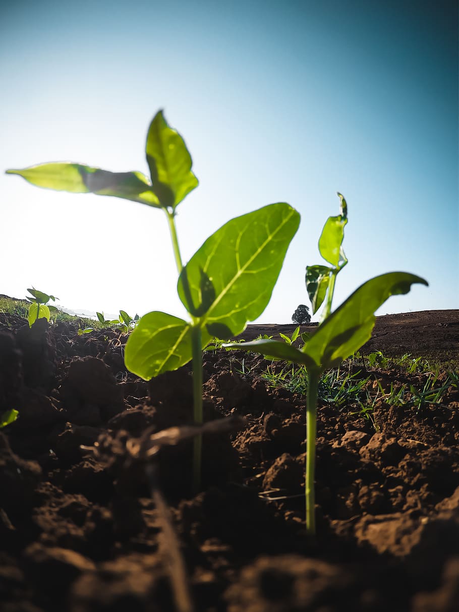 Green Leafed Plants, agriculture, cultivation, ground, grow, leaves HD wallpaper