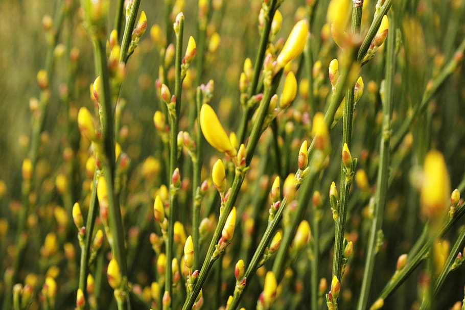 yellow, green, spring, plants, texture, background, pattern HD wallpaper
