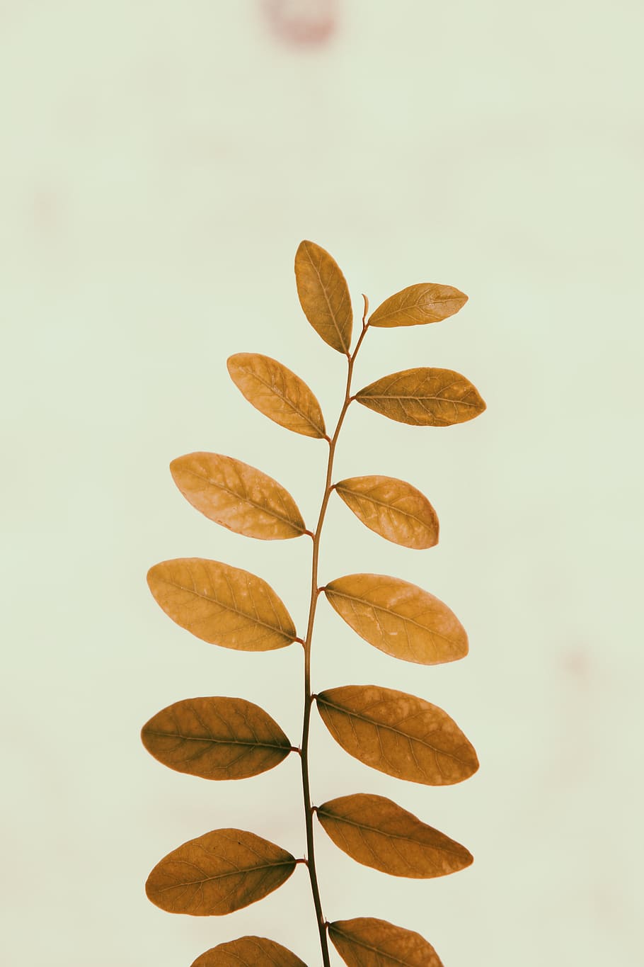 Brown Leafed Plant, macro, plant part, close-up, no people, indoors HD wallpaper