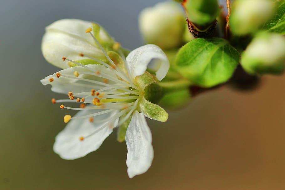 apple blossom, spring, nature, apple tree, close up, bloom HD wallpaper