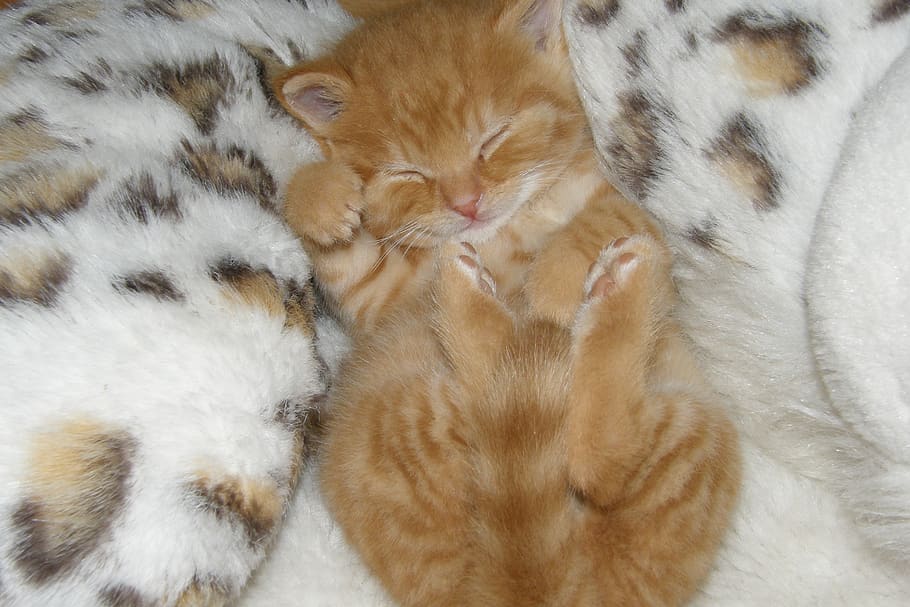 kitten, sleep, dreams, cat, domestic cat, mammal, animal, pets HD wallpaper
