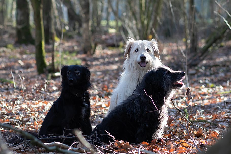 spring, dog, forest, nature, sun, animal, summer, mammal, canine HD wallpaper