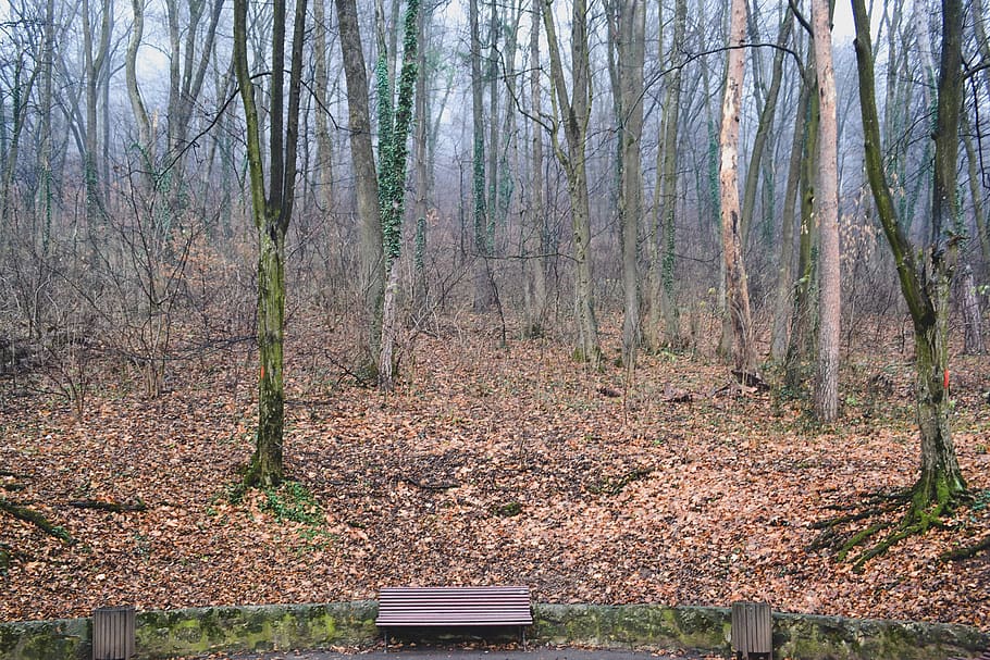 trees, nature, bench, wood, green, minimal, autumn, brasov HD wallpaper