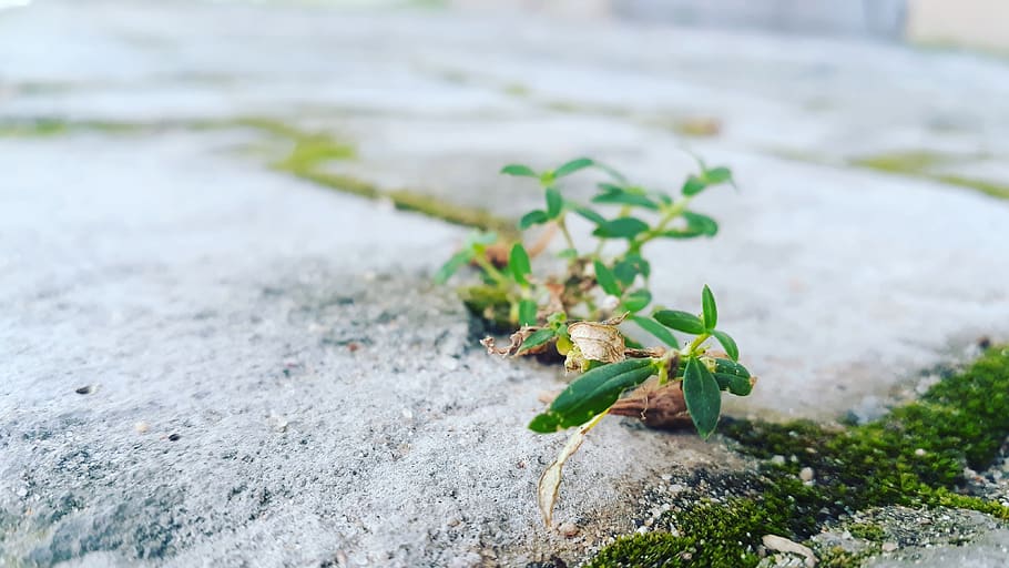 trees, plant, green, no people, nature, leaf, plant part, growth HD wallpaper