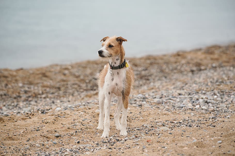 dog standing on coat, canine, animal, pet, mammal, terrier, spain HD wallpaper