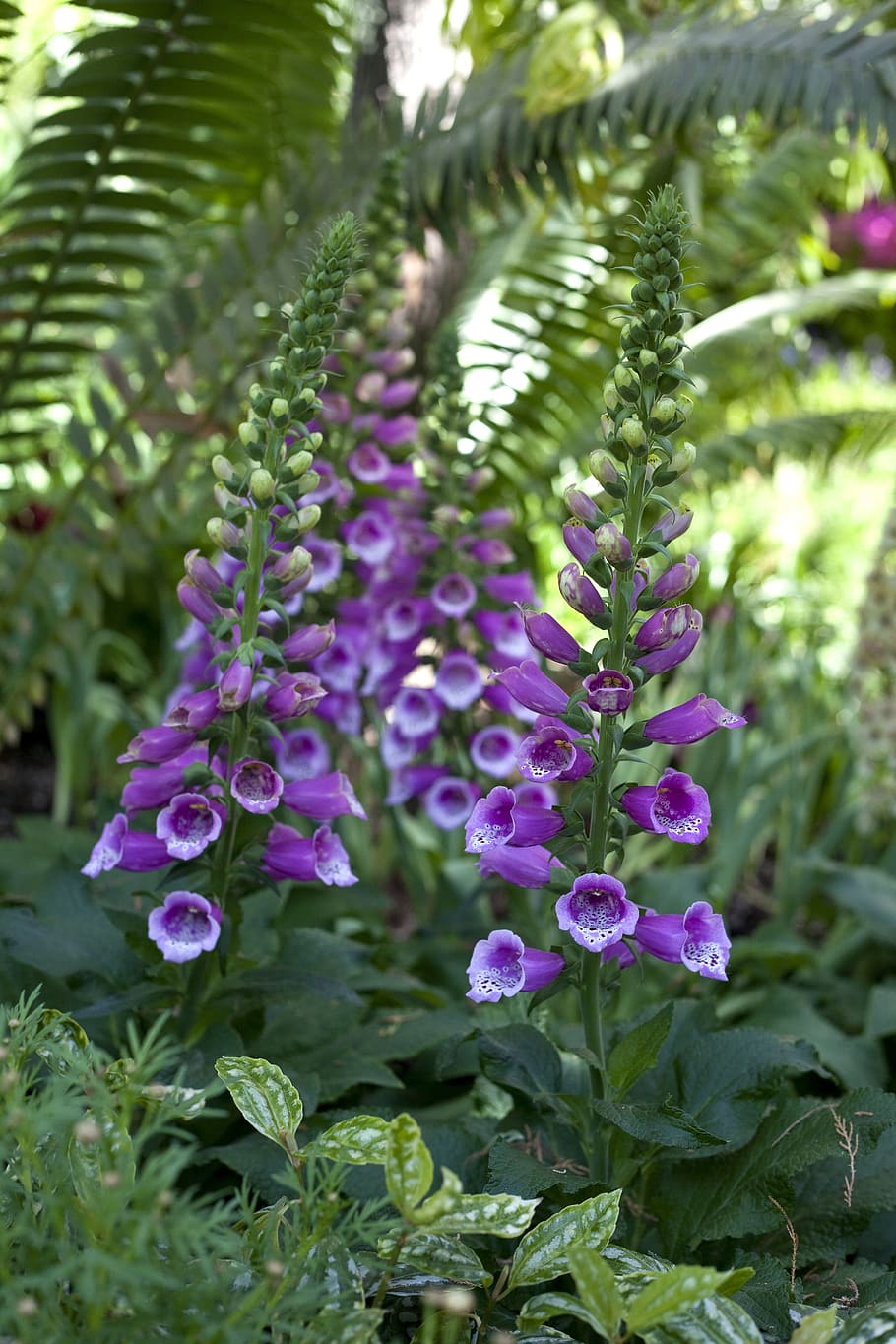 foxglove, flower, bloom, blooming, floral, summer, nature, beautiful HD wallpaper