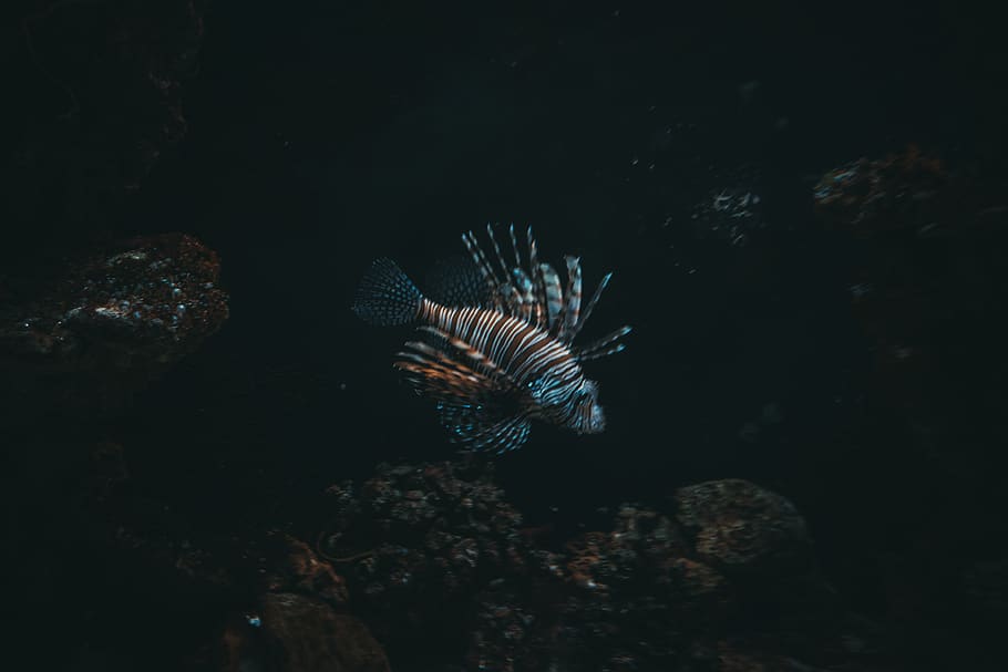 black, brown, line, see through, lion fish, photography, shadow HD wallpaper