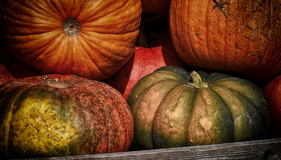 pumpkins, colorful, autumn, decoration, decorative squashes