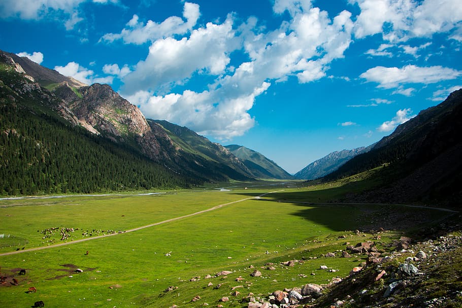 kyrgyzstan, photo, sky, horse, sheep, summer, mountain, animal