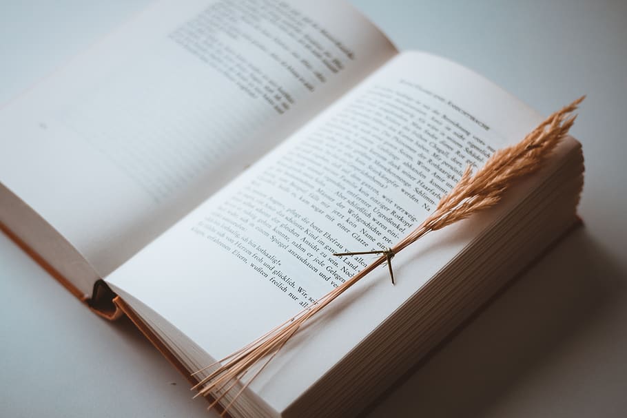 opened white book page, wheat, text, paper, print, sunlight, read HD wallpaper