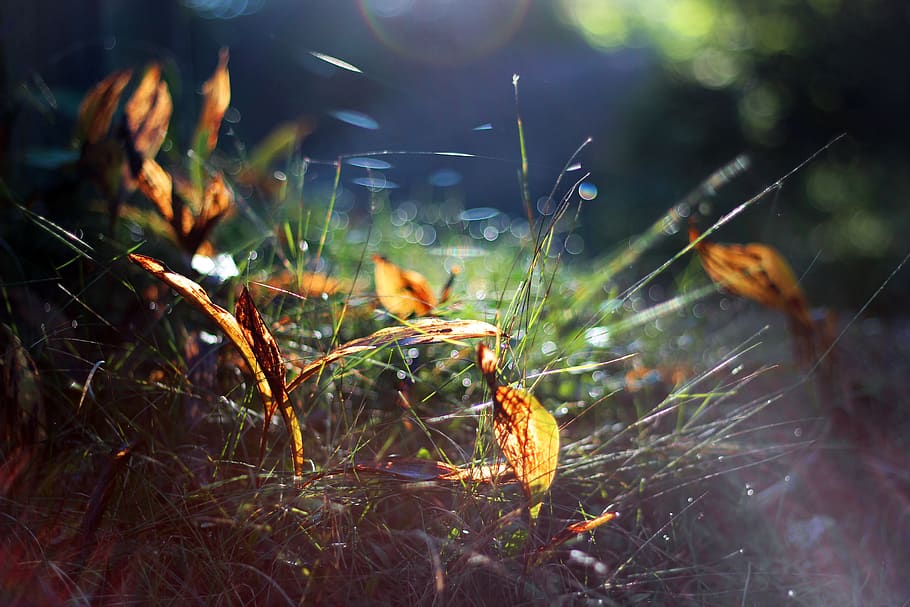 morning, sunlight, mess, sunrise, grass, leaves, autumn, water HD wallpaper