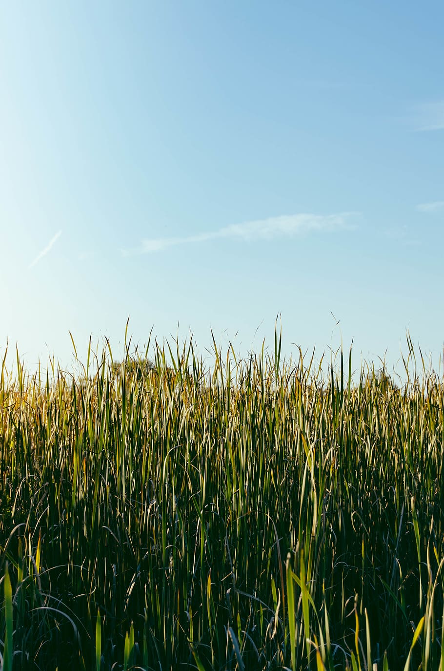 green-leafed plants during daytime, field, agriculture, land HD wallpaper