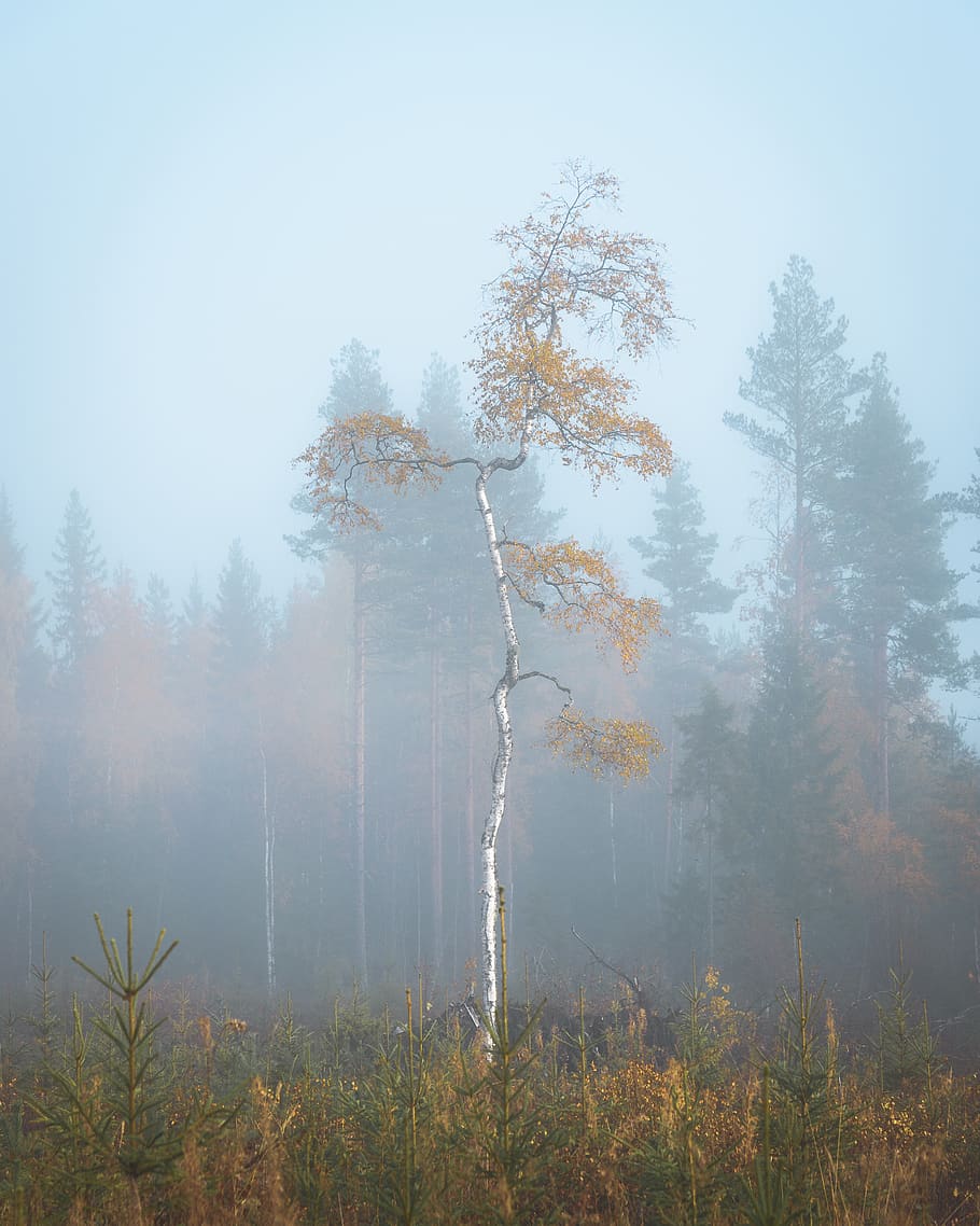 foggy green trees, nature, weather, outdoors, mist, plant, fir HD wallpaper