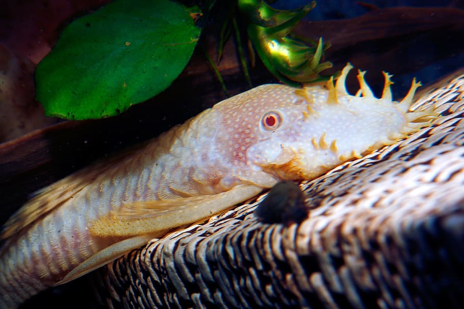 fish, image, nature, undersea, underwater, animal themes, animal wildlife HD wallpaper