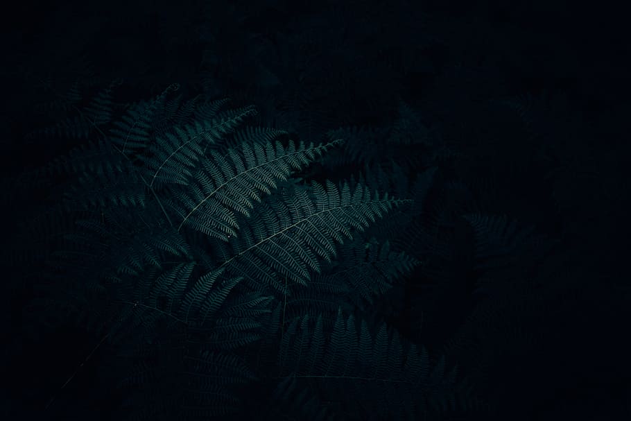 green fern plant, dark, light, shadow, leaf, frond, leaves, forest