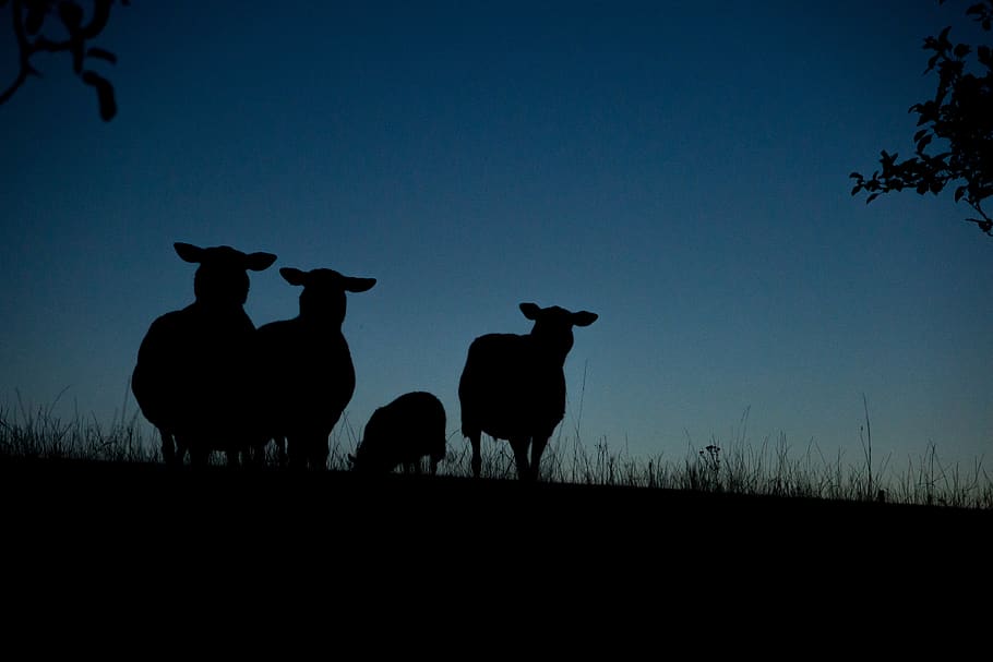 four sheep during night, mammal, animal, silhouette, germany, HD wallpaper