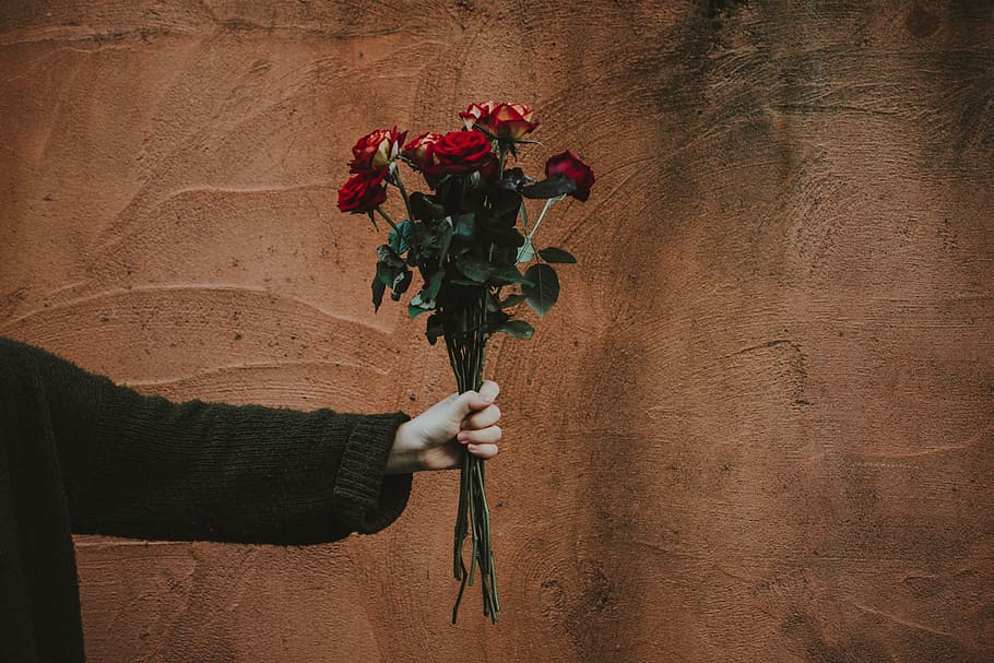 person in sweater holding red roses, flower, hand, arm, valentines day