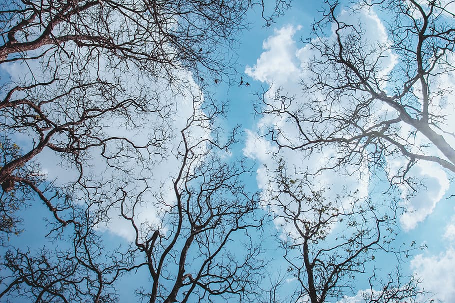 plant, tree, nature, tree trunk, weather, outdoors, sky, light HD wallpaper