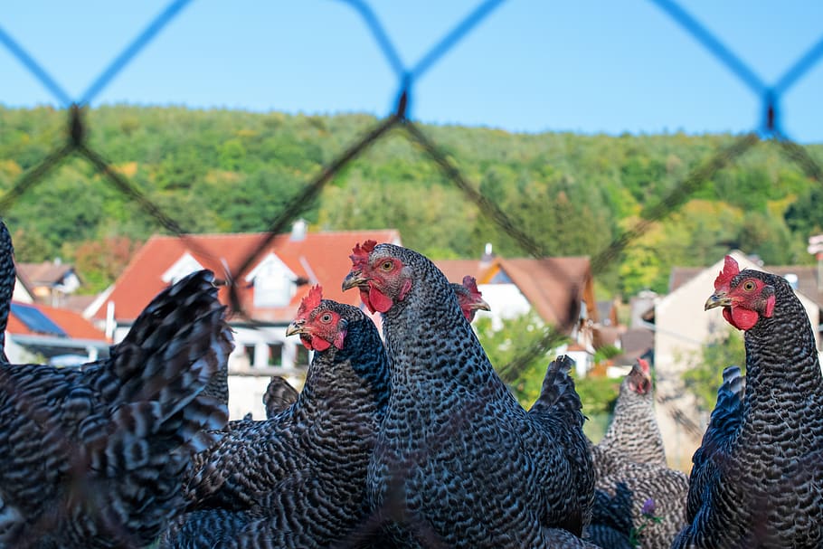 chickens, poultry, easter, cockscomb, grey hen, macro, close up HD wallpaper