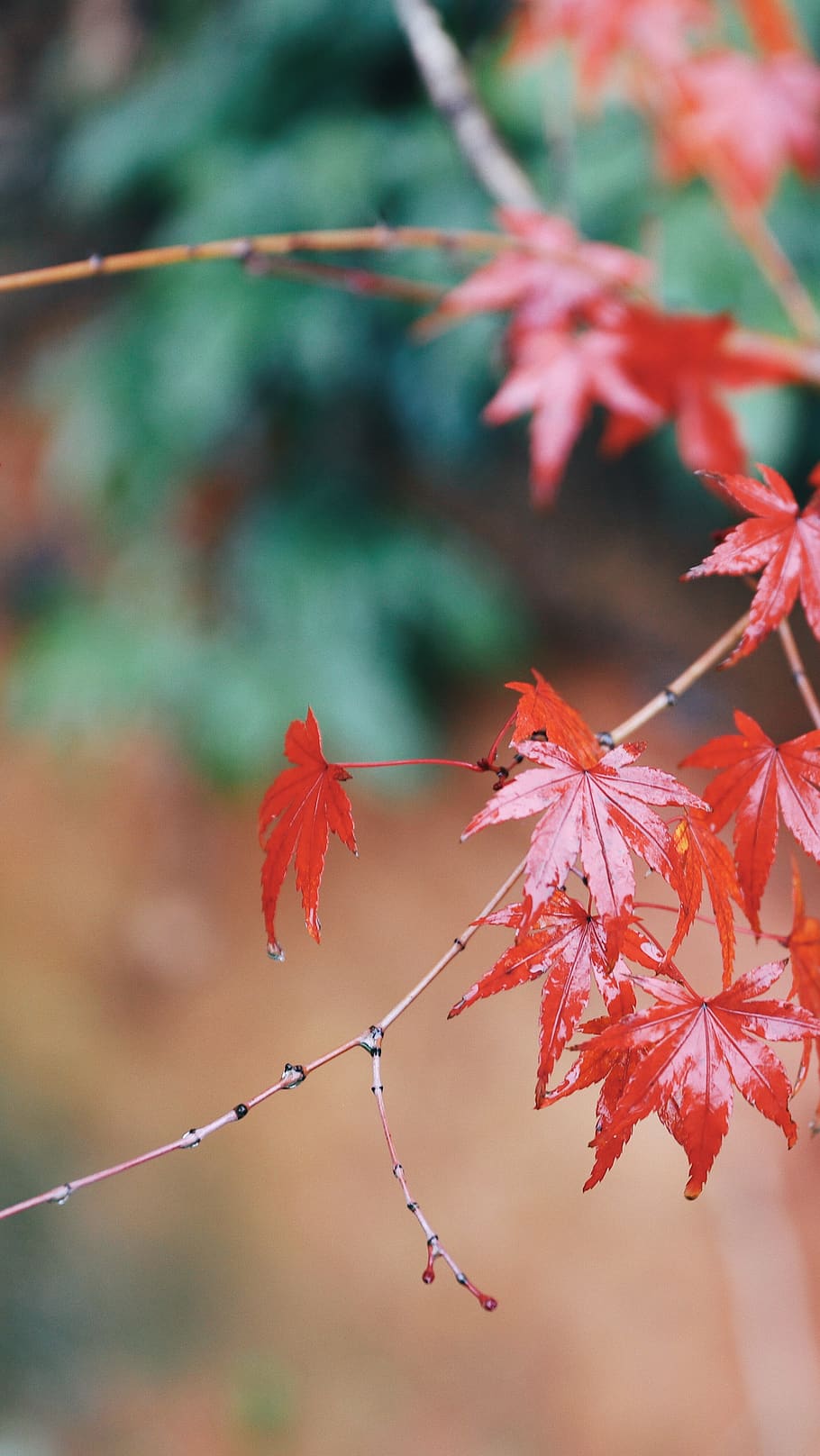 autumn, leaf, plant part, change, focus on foreground, red HD wallpaper