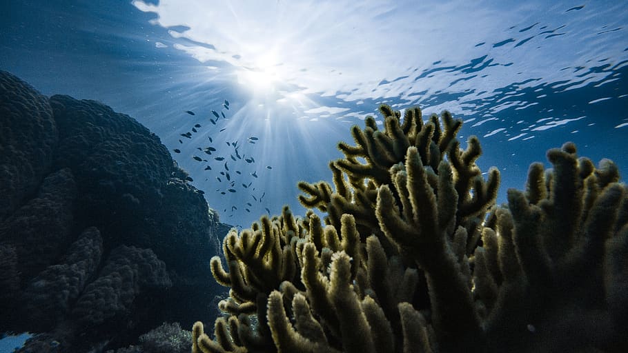 green corals under water, underwater, undersea, animal themes HD wallpaper