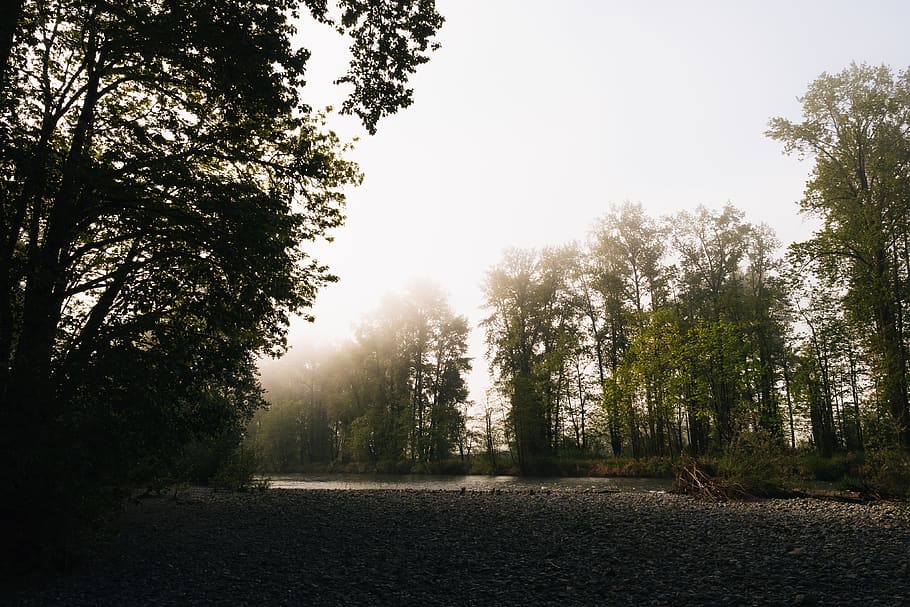 green leafed trees during daytime, gravel, dirt road, nature HD wallpaper