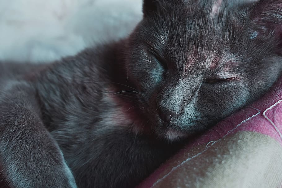 Short-fur Gray Cat, animal, animal photography, animal portrait HD wallpaper