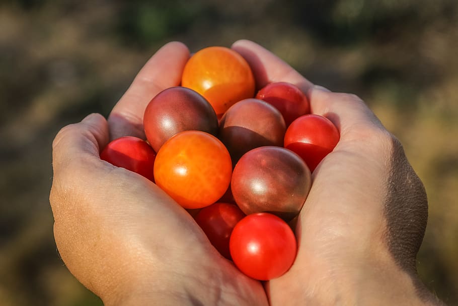 gift, red, tomato, hands, human hand, human body part, one person HD wallpaper
