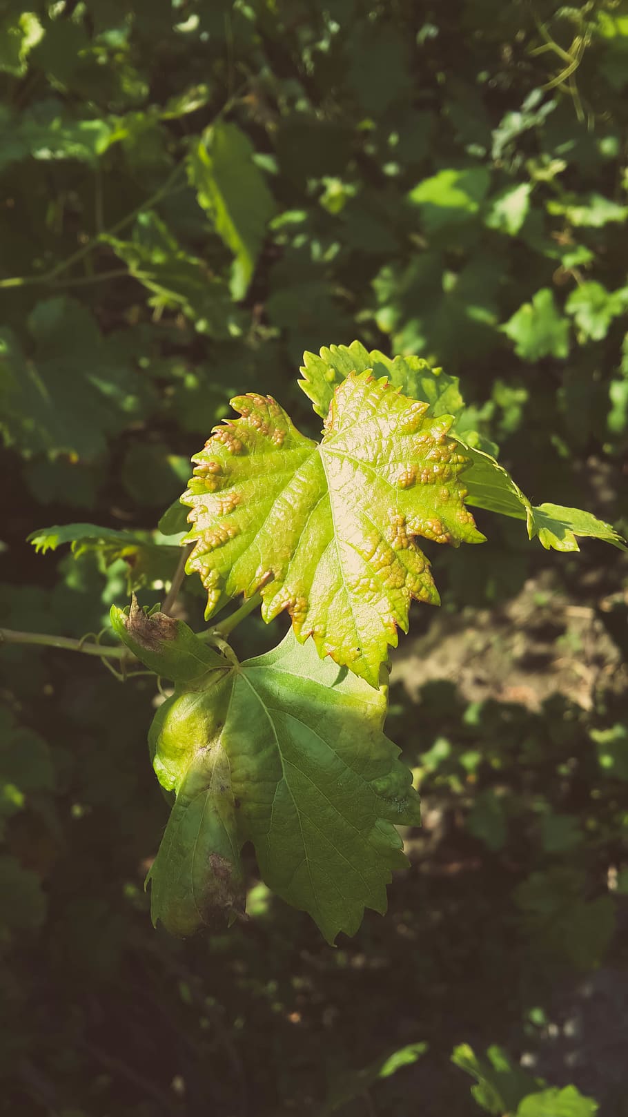 plant, grape, growth, leaf, green color, plant part, close-up HD wallpaper