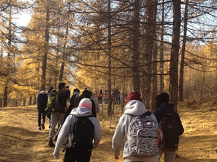 forest, trees, lake, students, hicking, club, university, spring HD wallpaper