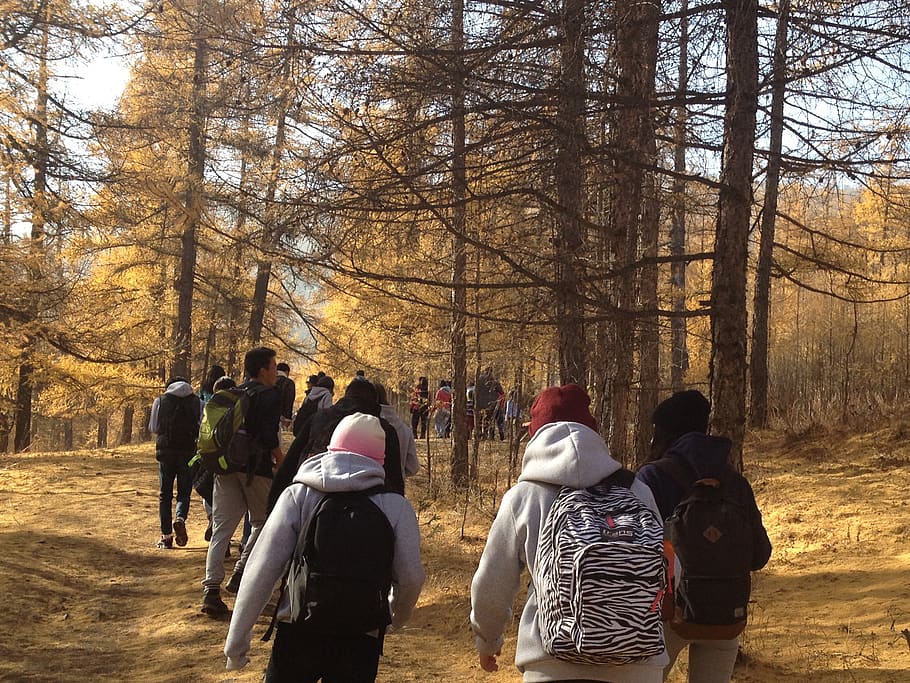 forest, trees, lake, students, hicking, club, university, spring HD wallpaper
