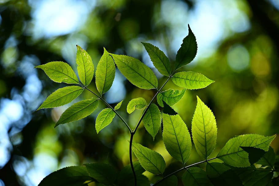 leaves, foliage, twig, back lighting, bokeh, shape, green, nature HD wallpaper