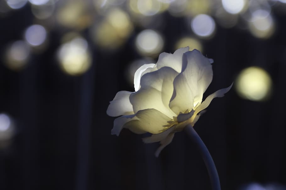 rose, lighting, night, flowers, electric, light festival, festival of lights HD wallpaper