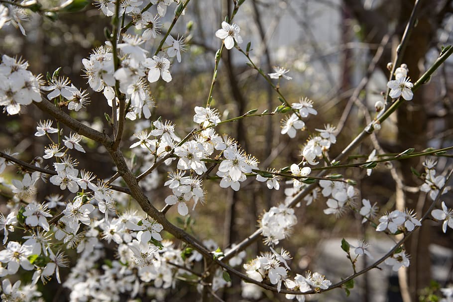flowering trees, flowers, branch, garden, plant, white, cast HD wallpaper