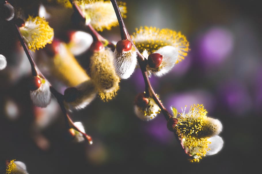 willow catkin, flowers, spring, grazing greenhouse, plant, branches, HD wallpaper