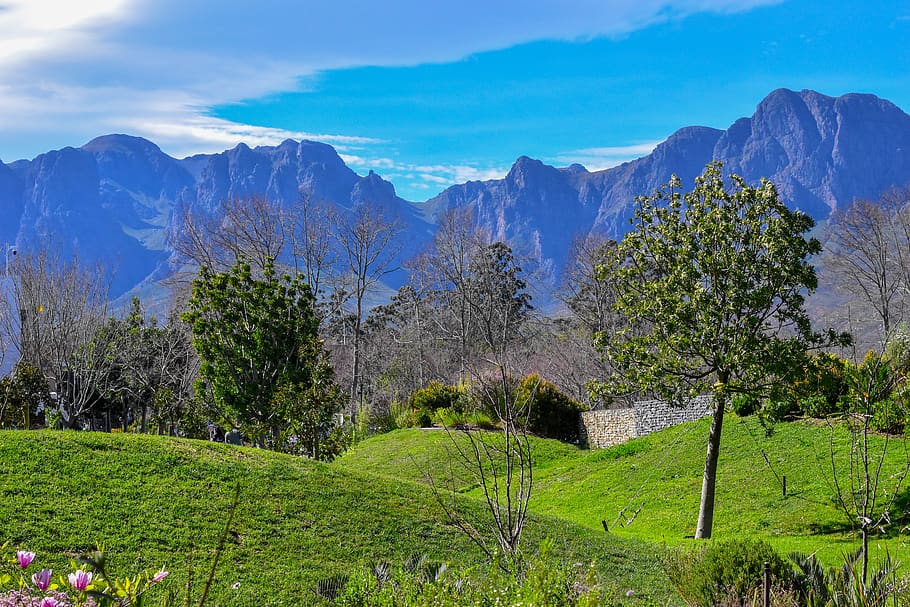 trees, sky, mountain, nature, scenic, landscape, outdoors, plant HD wallpaper