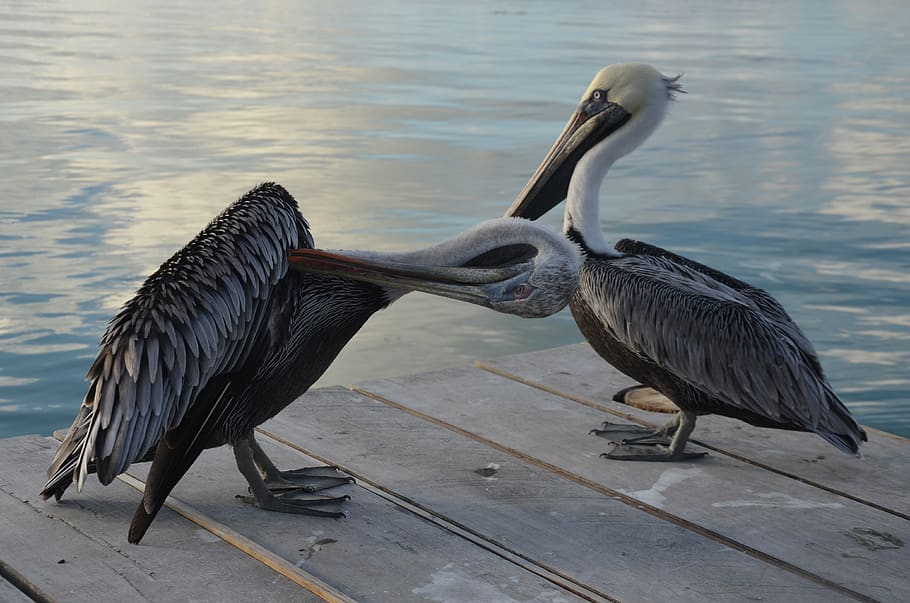 two pelicans on dock, bird, vertebrate, animal themes, animal wildlife HD wallpaper