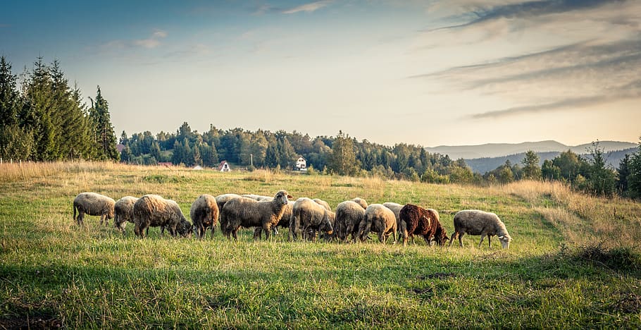 herd of sheep eating grass, field, meadow, countryside, kaludjerske bare, HD wallpaper