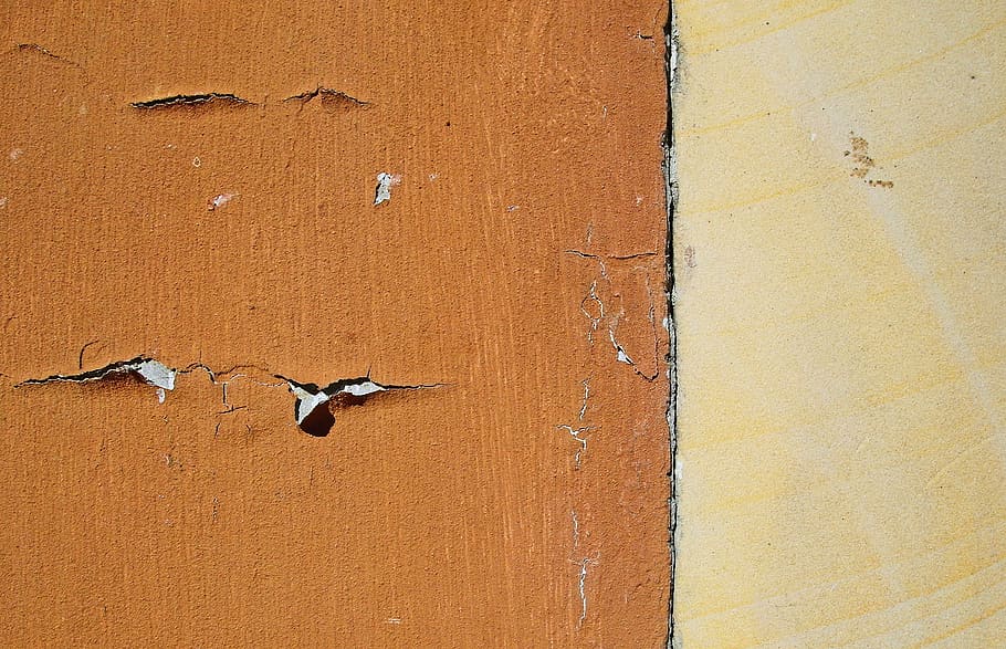 brown painted wall, bird, animal, wood, plywood, ground, mammal HD wallpaper
