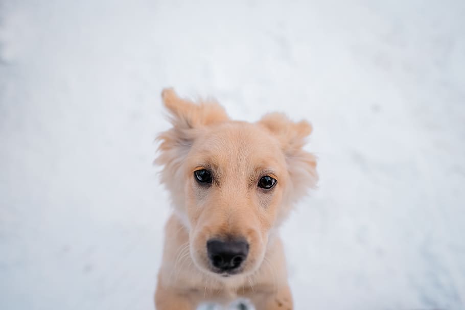 brown dog standing, one animal, mammal, looking at camera, animal themes HD wallpaper