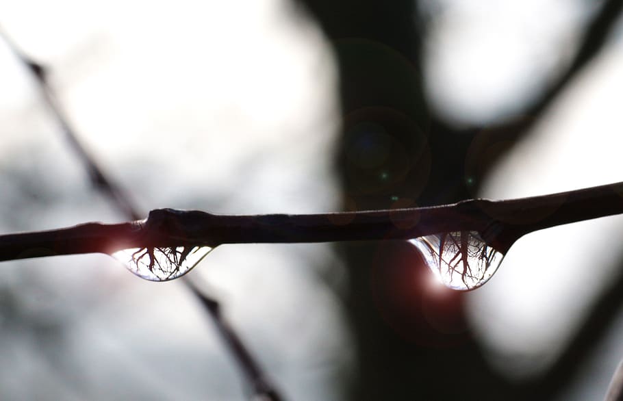 nature, background, close up, dewdrop, macro, mirroring, morgentau HD wallpaper