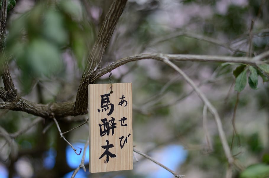 japan, kyoto, text, communication, tree, focus on foreground HD wallpaper