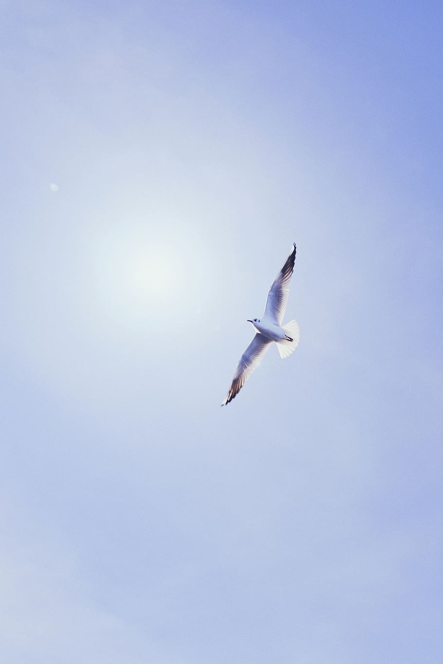 white bird, flying, animal wildlife, animals in the wild, animal themes HD wallpaper