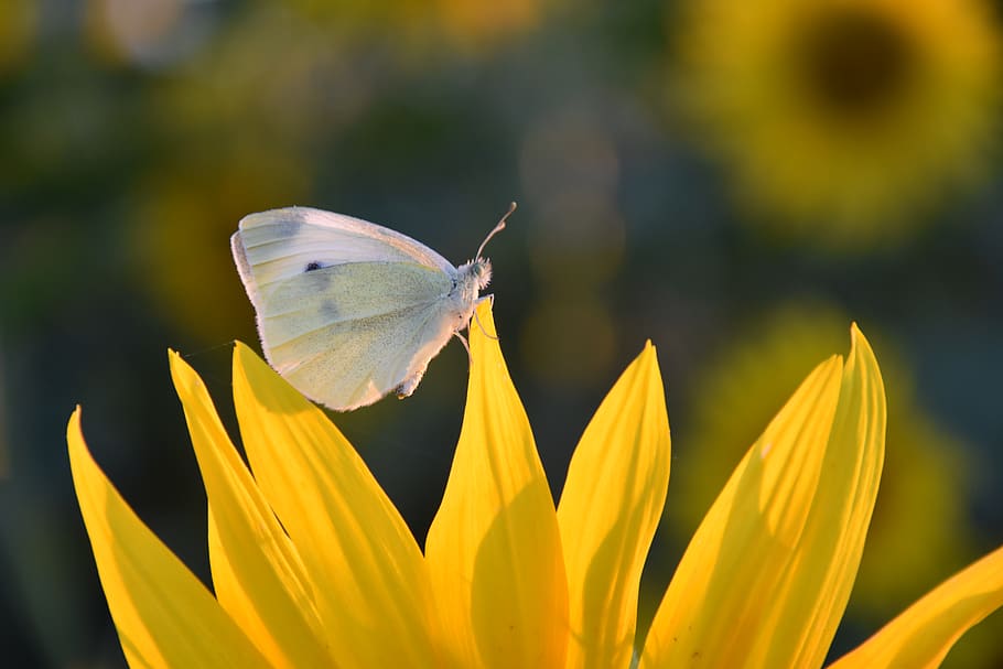 poland, sieradza, flower, flowering plant, invertebrate, insect HD wallpaper