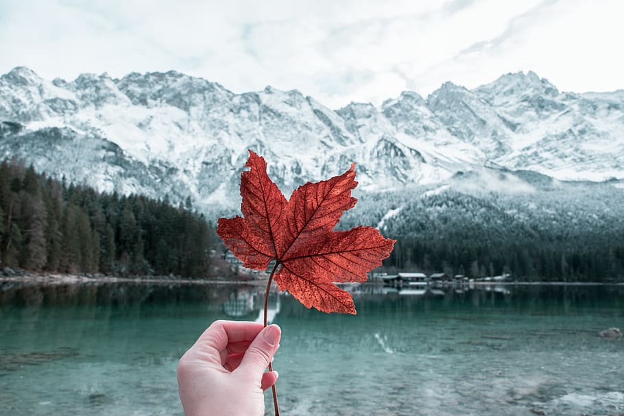 person holding maple leaf, plant, tree, human, nature, mountain HD wallpaper